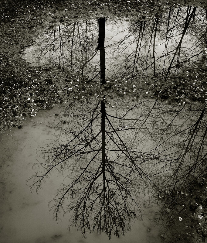 Puddle Reflection