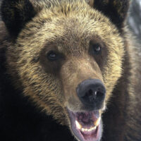 Bears up Grouse