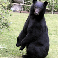 Black Bear eating blueberries