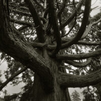 Giant Tree