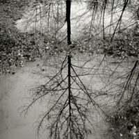 Puddle Reflection