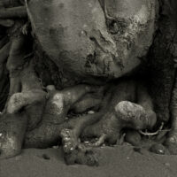 River Roots36