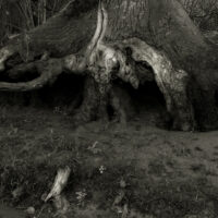 River Roots37
