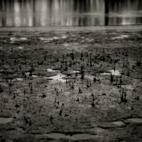 River Roots 11