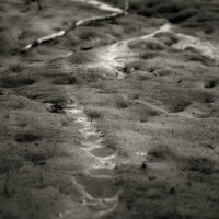 River Roots03
