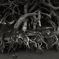 River Roots1