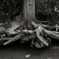 River Roots 12
