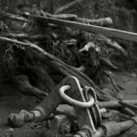 River Roots19