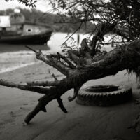 River Roots 20