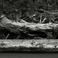 River Roots22