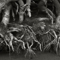 River Roots3