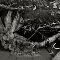 River Roots 4