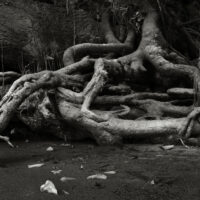 River Roots 7