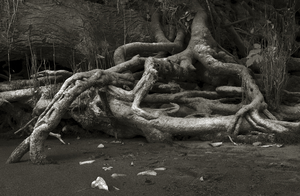 River Roots7