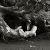 River Roots 9