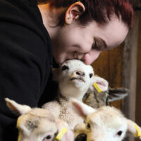 Maplewood farm Lambing season
 -photos Mike Mar 15 16
Maplewood farmer Janeen  Horne cuddles up fort the first time with 2 day old triplets as the lambing season is under way on the farm - Community